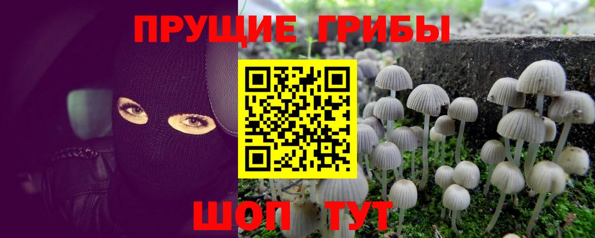 Псилоцибиновые грибы мицелий Богданович